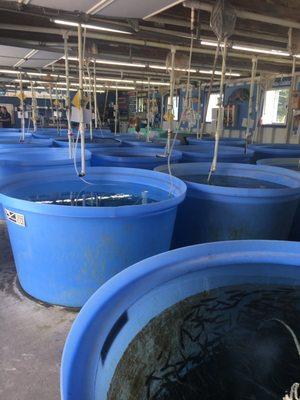 Jones Lake Management