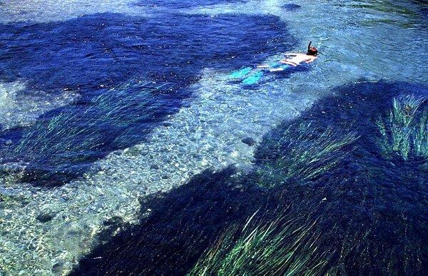 Clear waters reveal the rare and endangered Texas Wild Rice. The San Marcos River is the only place in the world where this plant grows.