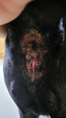 Bubbly Noses & Happy Tails