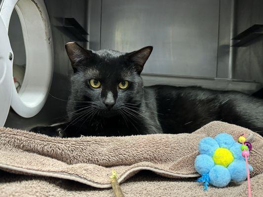 Simi Valley Animal Shelter