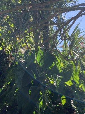 Wahiawa State Freshwater Park