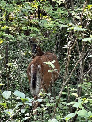 Millie Mine Bat Viewing Site