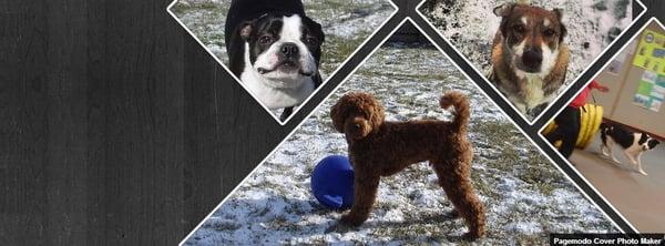 Diamond Creek Pet Retreat and Canine Sports Center