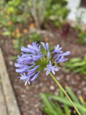 Pacific Coastline Landscape Design