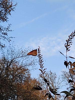 Bastrop Botanical Gardens