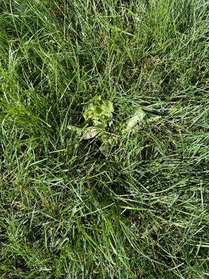 Greener Grass Organic Lawn & Pest