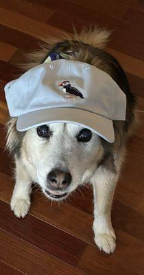 Camden Hospital For Animals