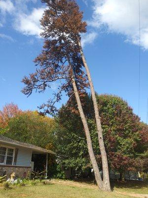 Spartan Tree Care