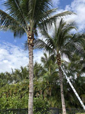 J&C Santos Landscaping