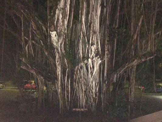 Babe Ruth Banyan Tree