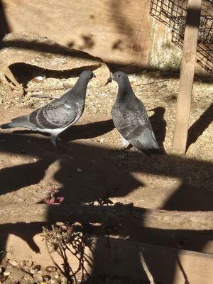 Barkers Feathered Friends Sanctuary