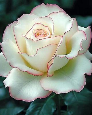 Navon’s Hair Studio