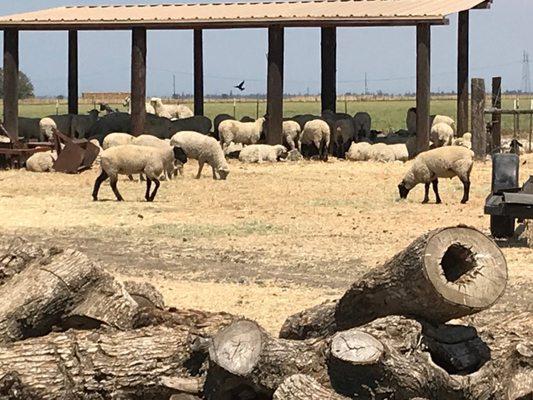 Chuck's Custom Slaughter