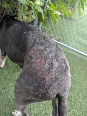 Rescue Dogs Rock NYC