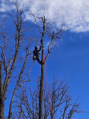 L&M Tree Service