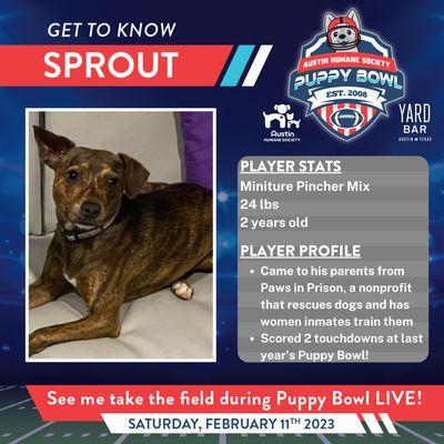 Our precious boy Sprout rescued and trained by female inmates participated in Puppy Bowl 2022 and 2023!