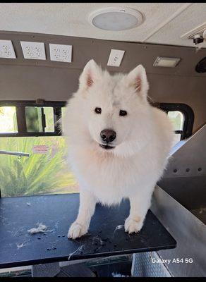Big fur baby just finish getting groomed