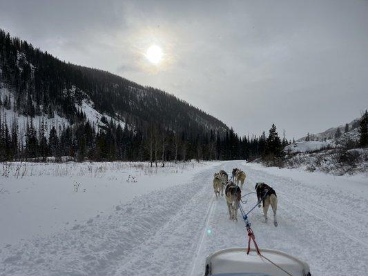 Grizzle-T Dog & Sled Works