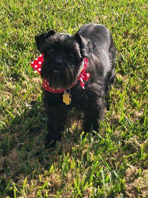 Happy dog after grooming