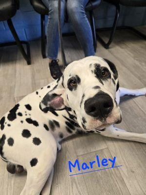 Woodcrest Veterinary Clinic