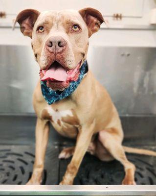 Fur The Love Of Dogs Mobile Spa