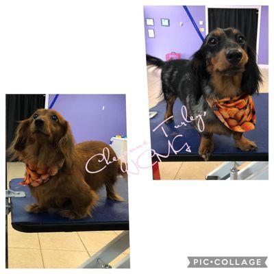 Awesome Dog Grooming