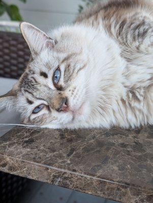 Fur Cat's Sake Grooming Spa & Shop