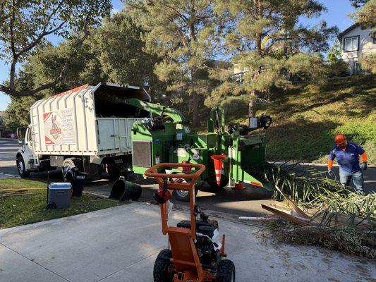 Power-Cut Tree Arborist