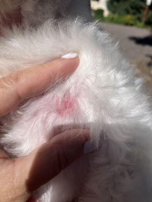 Vail Valley Animal Hospital - Eagle-Vail