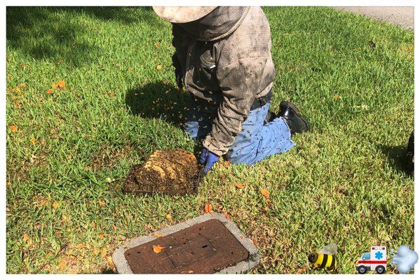 THE A TEAM & THE BEE TEAM ** FREE ESTIMATES ON MIAMI BEE REMOVAL ** SAME DAY SERVICES WEATHER/TIME PERMITTING 786.263.2895