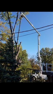 Timberland Tree Service