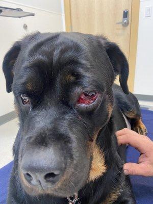 Mountain View Veterinary Clinic