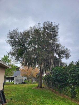 Hulk Stump Grinding and Tree Removal