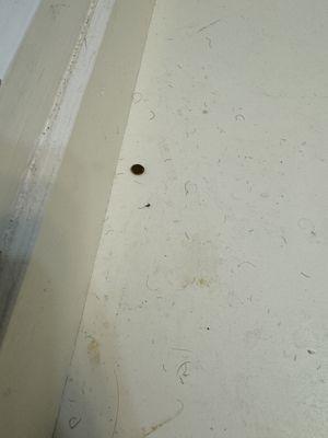 Genesis Carpet Cleaning