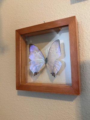 Beautiful mounted butterfly. Perfect addition to my wall
