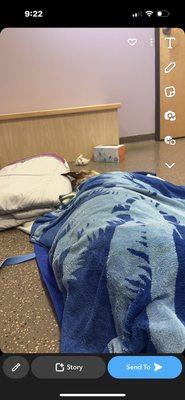 Last time I saw my dog