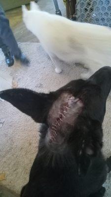 Brookside Animal Hospital