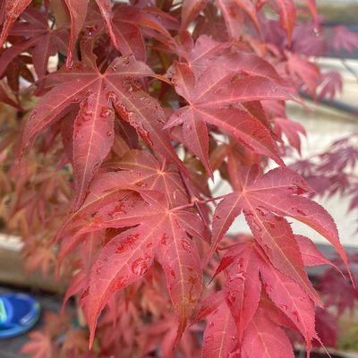 Maple Ridge Nursery