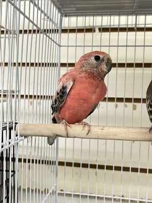 Feathers And Friends Exotics