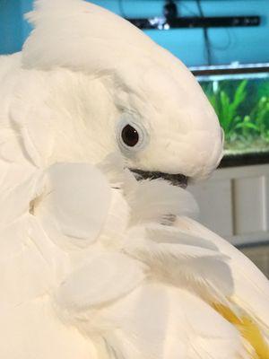 Daddy's Precious Princess, Jakie. Thank you LuAnn Apple.