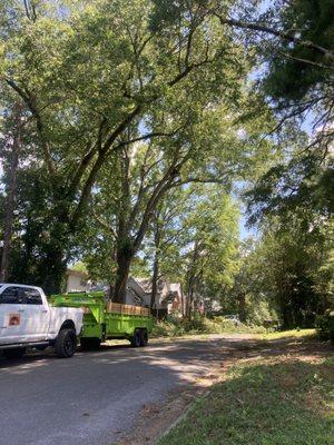 Northeast Alabama Tree Experts