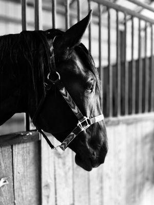 The Horsepower Ranch Riders