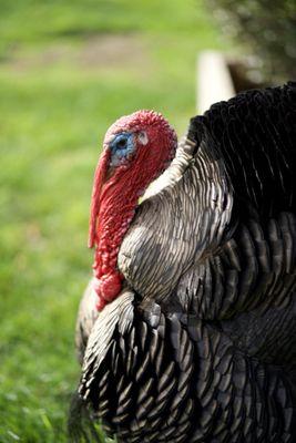 Happy Hollow Park & Zoo