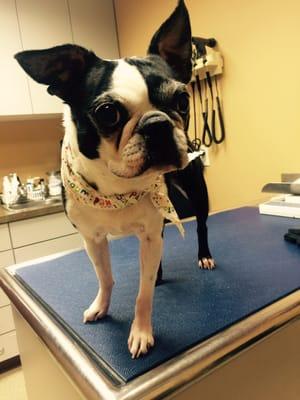 Point Breeze Veterinary Clinic
