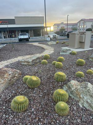 Golden barrel cactus growing at its best season.