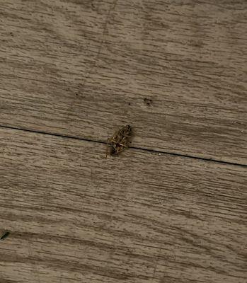 Roach on the floor
