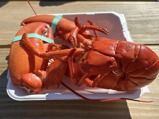 Fresh steamed lobster