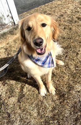 Pawsitively Purrfect Grooming