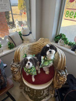 Shoreline Pet Grooming