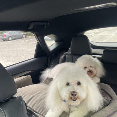 A smile after leaving Plush Pads. I did not see the same reaction from them at all when I pick them up from ScentHound.